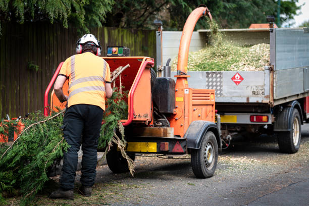 Professional Tree Removal in Vamo, FL